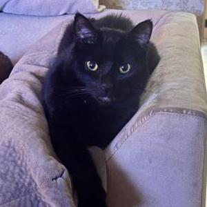 Lost Cat Bubby