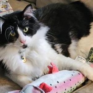 Lost Cat Henry VIII
