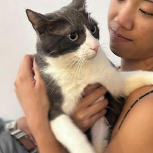 Image of Suyo, Lost Cat