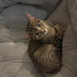 Found Cat Unknown