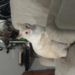 Lost Cat Modelo