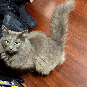 Found Cat unknown