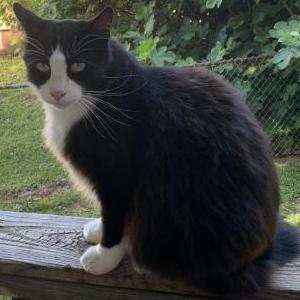Lost Cat Kufu