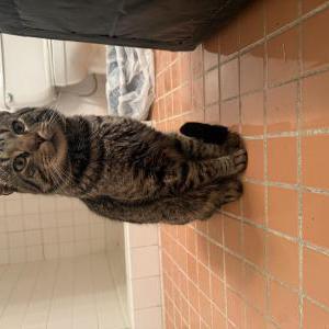 Found Cat Unknown
