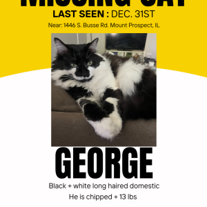 Lost Cat George