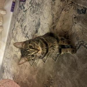 Lost Cat Michi