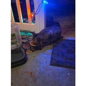 Image of Gabby, Lost Cat