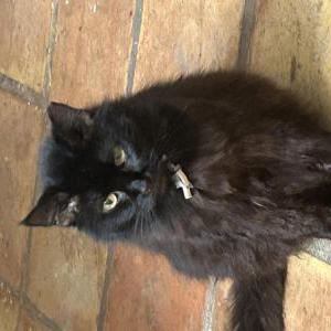 Image of Black fluffy cat, Found Cat