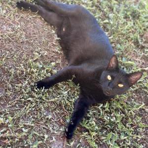 Lost Cat Monkey