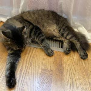 Image of sammy, Lost Cat