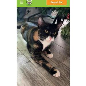 Lost Cat NANCY