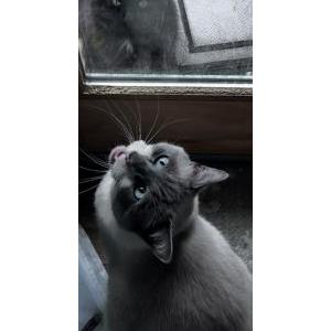 Image of Snowball, Lost Cat