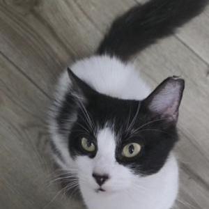 Lost Cat Rudy