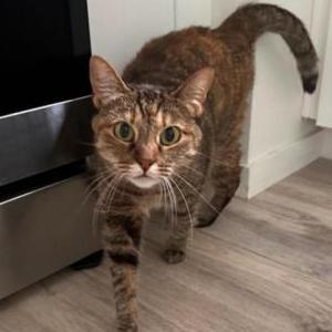 Image of Stella, Lost Cat