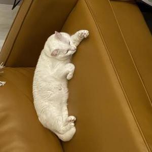 Lost Cat Carmel