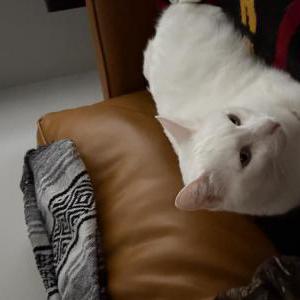 2nd Image of Carmel, Lost Cat