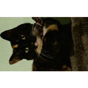Image of Zelda, Lost Cat