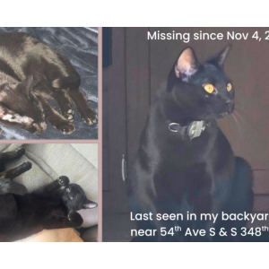 Lost Cat Stormy