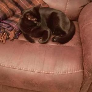Image of Stripe, Lost Cat
