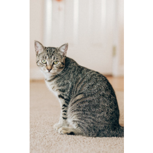 Image of Caramel, Lost Cat