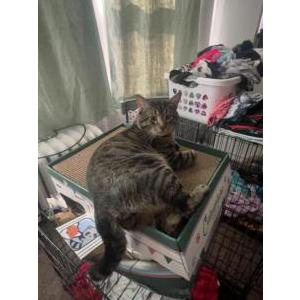Lost Cat Clyde