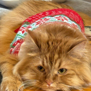 Lost Cat Pierre