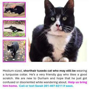 Lost Cat Fred
