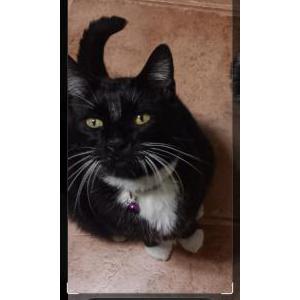 Lost Cat Miko