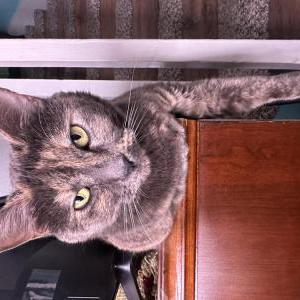 Lost Cat Canelita
