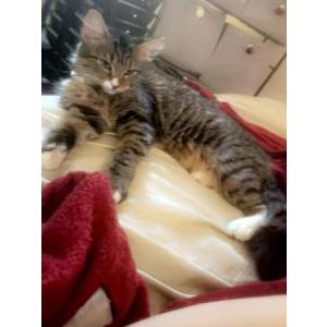 Lost Cat Thot or chicken
