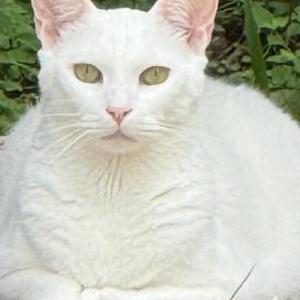 Image of Casper, Lost Cat