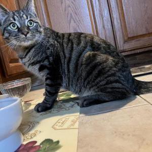 Image of unknow, Found Cat