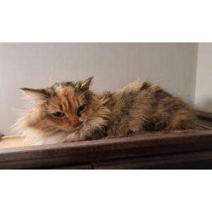 Image of Unknown, Found Cat