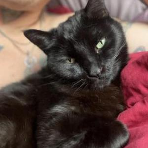 Lost Cat Satin