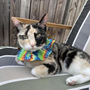 Lost Cat Pico