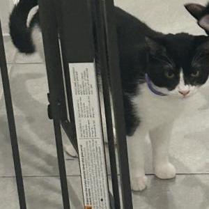 Image of Oreo, Lost Cat