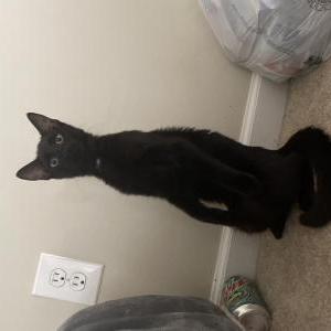 Lost Cat Alfredo
