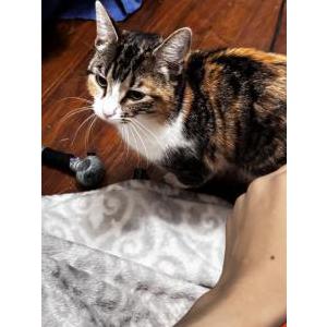Lost Cat Cher