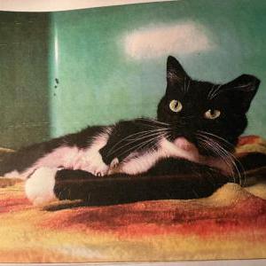 Image of Miss Patty, Lost Cat