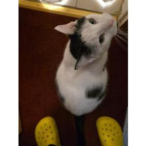 Lost Cat Mama Snow