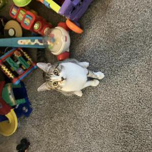 Lost Cat Rascal