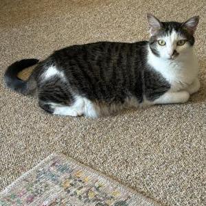 Lost Cat Chili