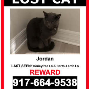 Lost Cat Jordan