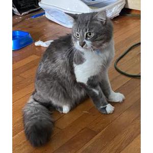 Image of Sushi, Lost Cat