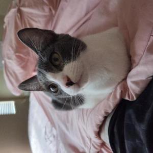 Lost Cat Bouba