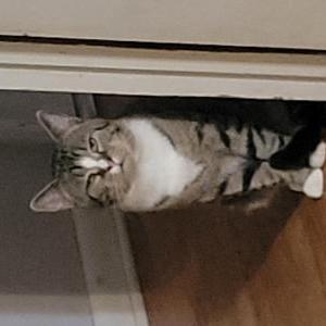 Image of Sugar, Lost Cat