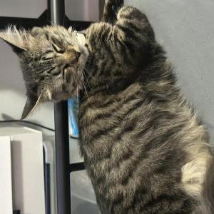 Image of Stella, Lost Cat