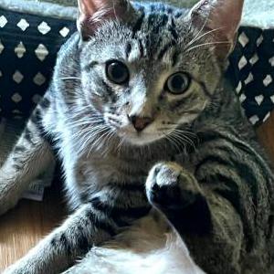 Image of Olive, Lost Cat