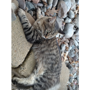 Image of Milo, Miles, Lost Cat