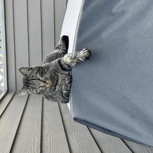 Image of Sawyer, Lost Cat
